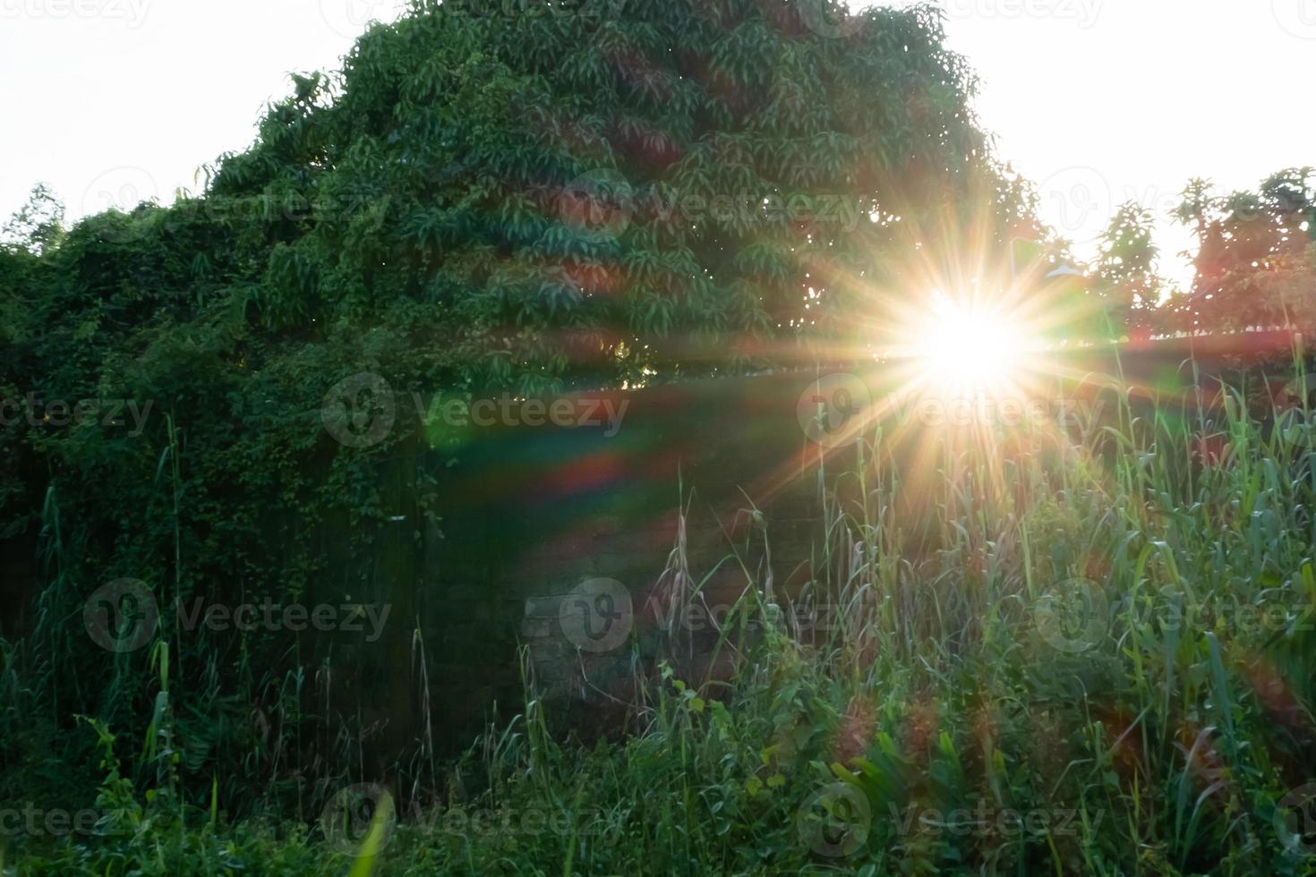 Sonnenlicht Hintergrund von Spalt von Blätter, Grün Bokeh, abstrakt foto