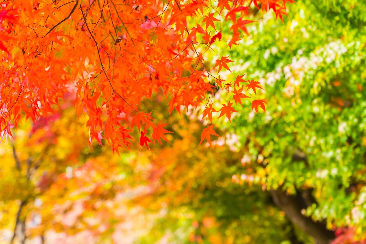 schönes rotes und grünes Ahornblatt auf Baum foto