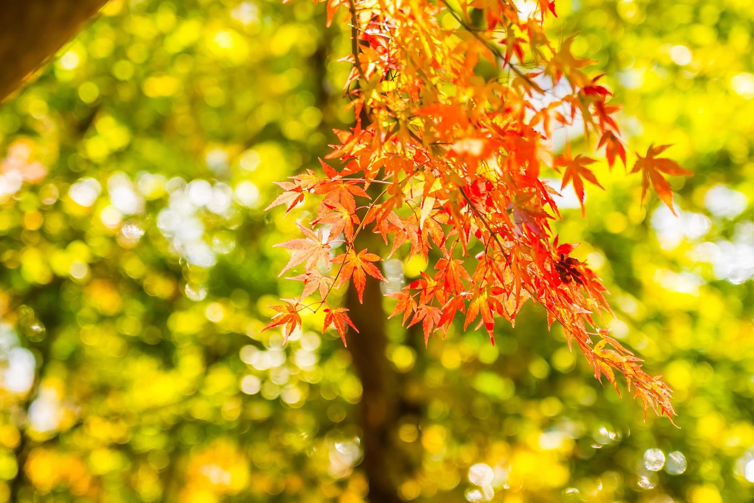 schöne rote Ahornblätter foto