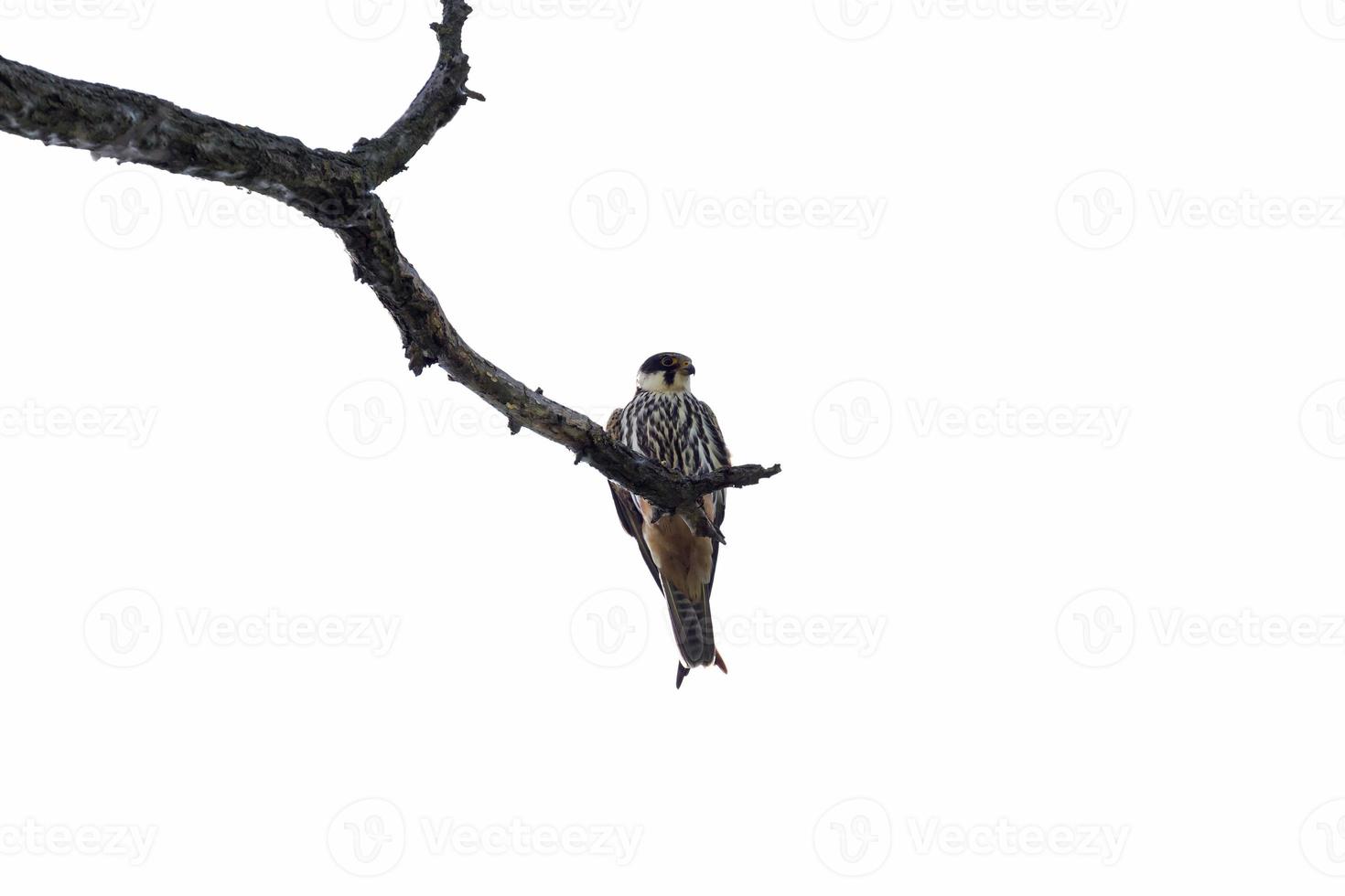 Falke Sitzung auf Ast von trocken Baum isoliert auf Weiß foto