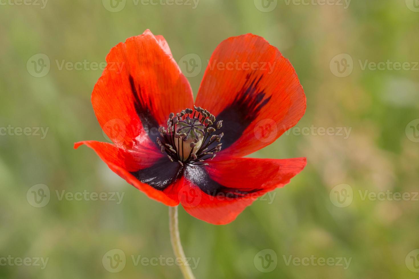 schließen oben von rot Mohn Blume auf ein Wiese foto