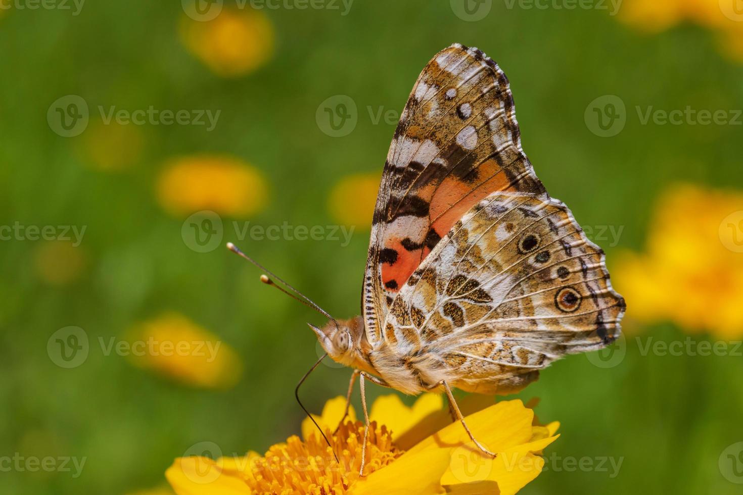 schließen oben von gemalt Dame Schmetterling Sitzung auf Gelb Blume foto