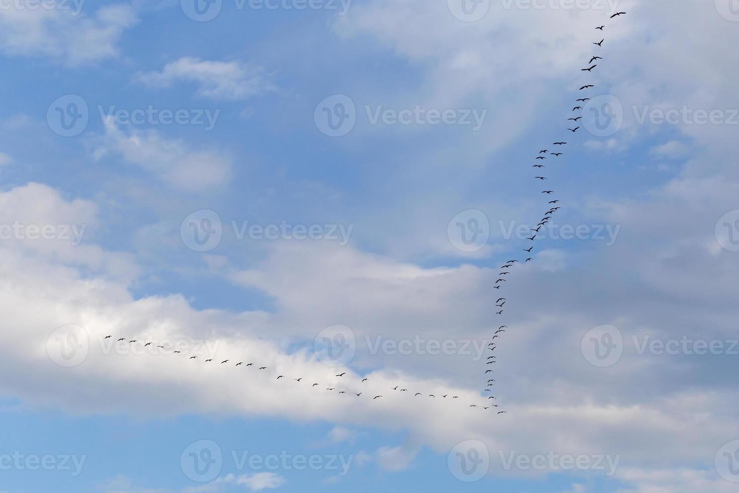 groß Herde von großartig schwarz Kormorane fliegend im ein wolkig Himmel foto