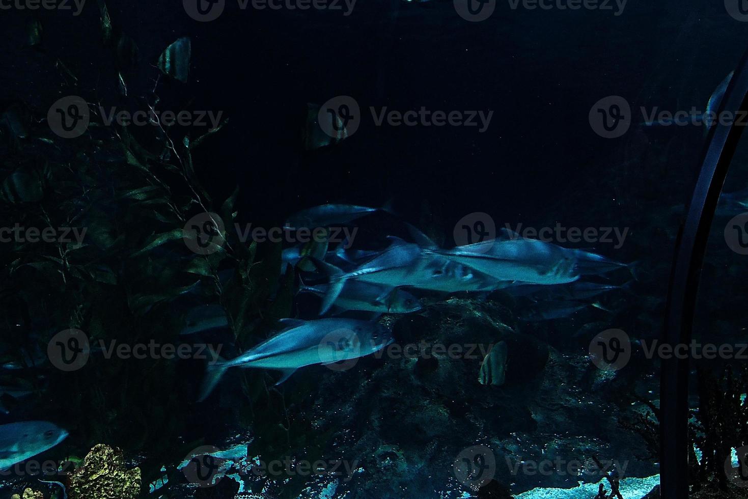 Haie Schwimmen im ein groß Aquarium beim das Tenerife Zoo im Spanien foto