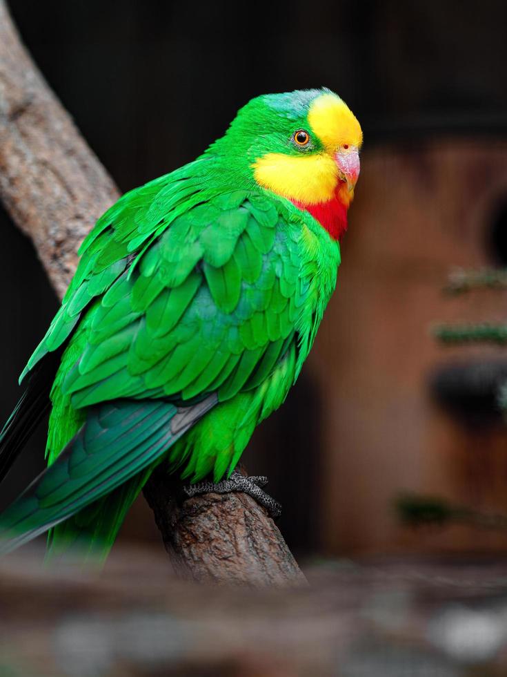hervorragend Papagei im Zoo foto