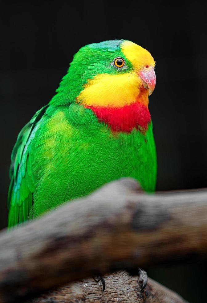 hervorragend Papagei im Zoo foto