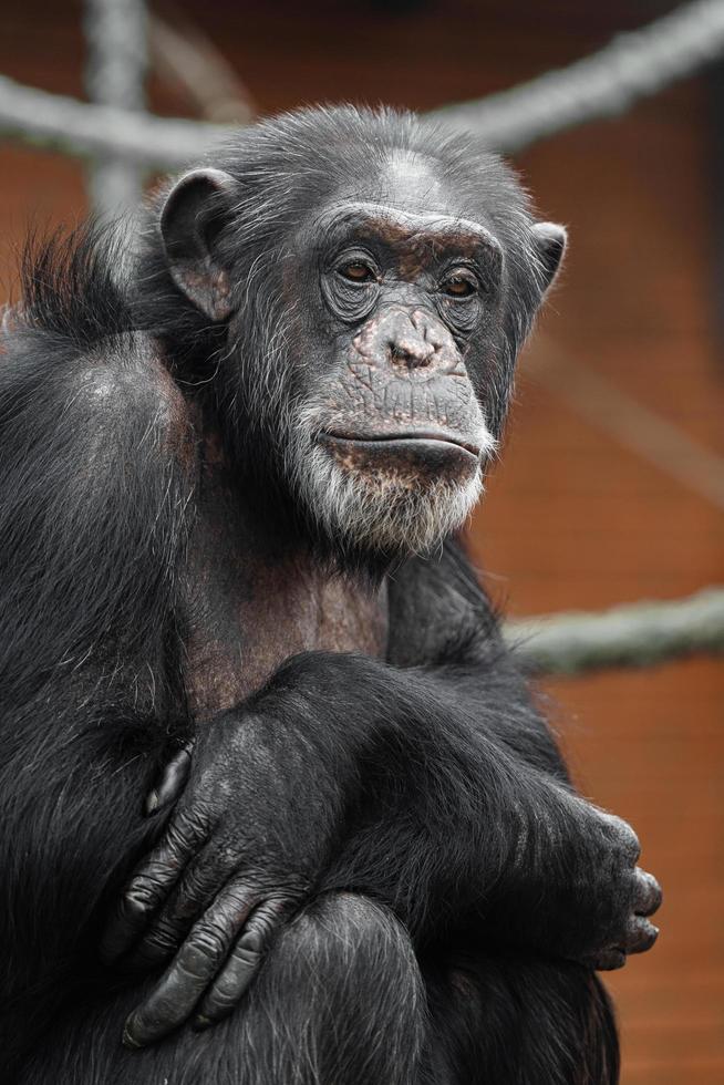 Schimpanse im Zoo foto