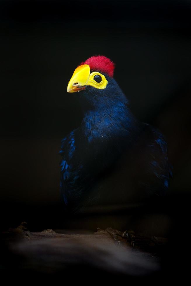 Ross Turaco im Zoo foto