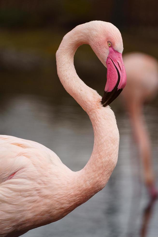 Großflamingo im Zoo foto