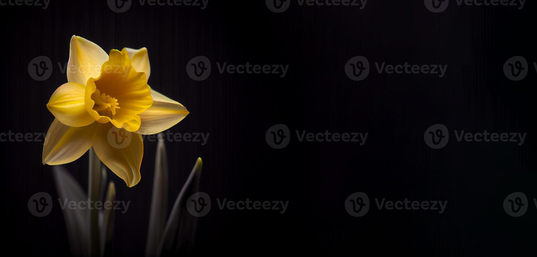 Gelb Narzisse Blume im schwarz Hintergrund ai generiert foto