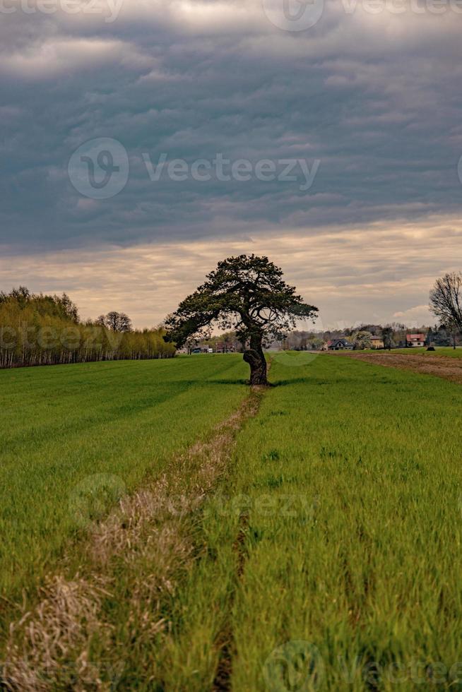 Ruhe Frühling Landschaft mit ein einsam Baum wachsend auf ein Feld von jung Korn auf ein wolkig Frühling Tag foto