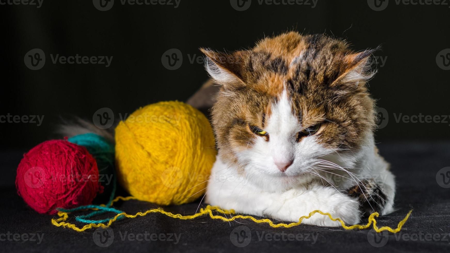 wütende Katze mit Garn foto