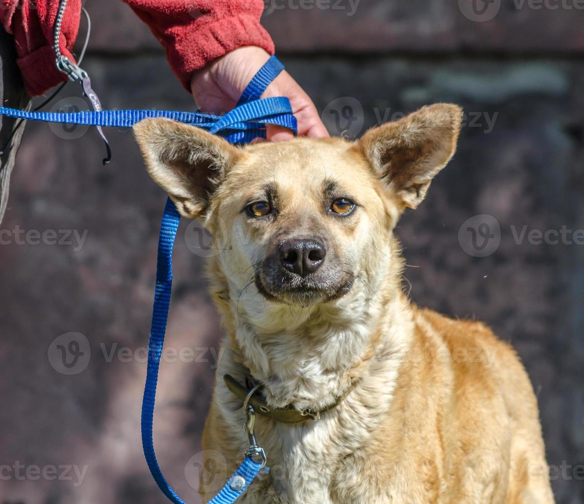 brauner Hund mit Besitzer foto