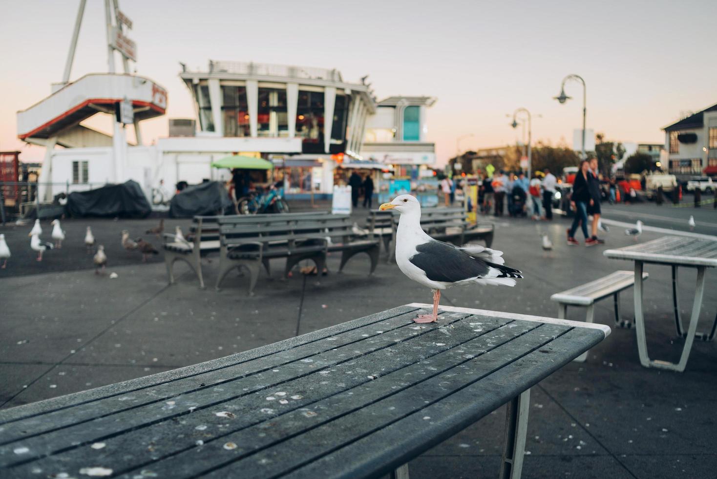 San Francisco, Kalifornien, 2021 - Möwe auf einem Picknicktisch mit der Stadt im Hintergrund foto