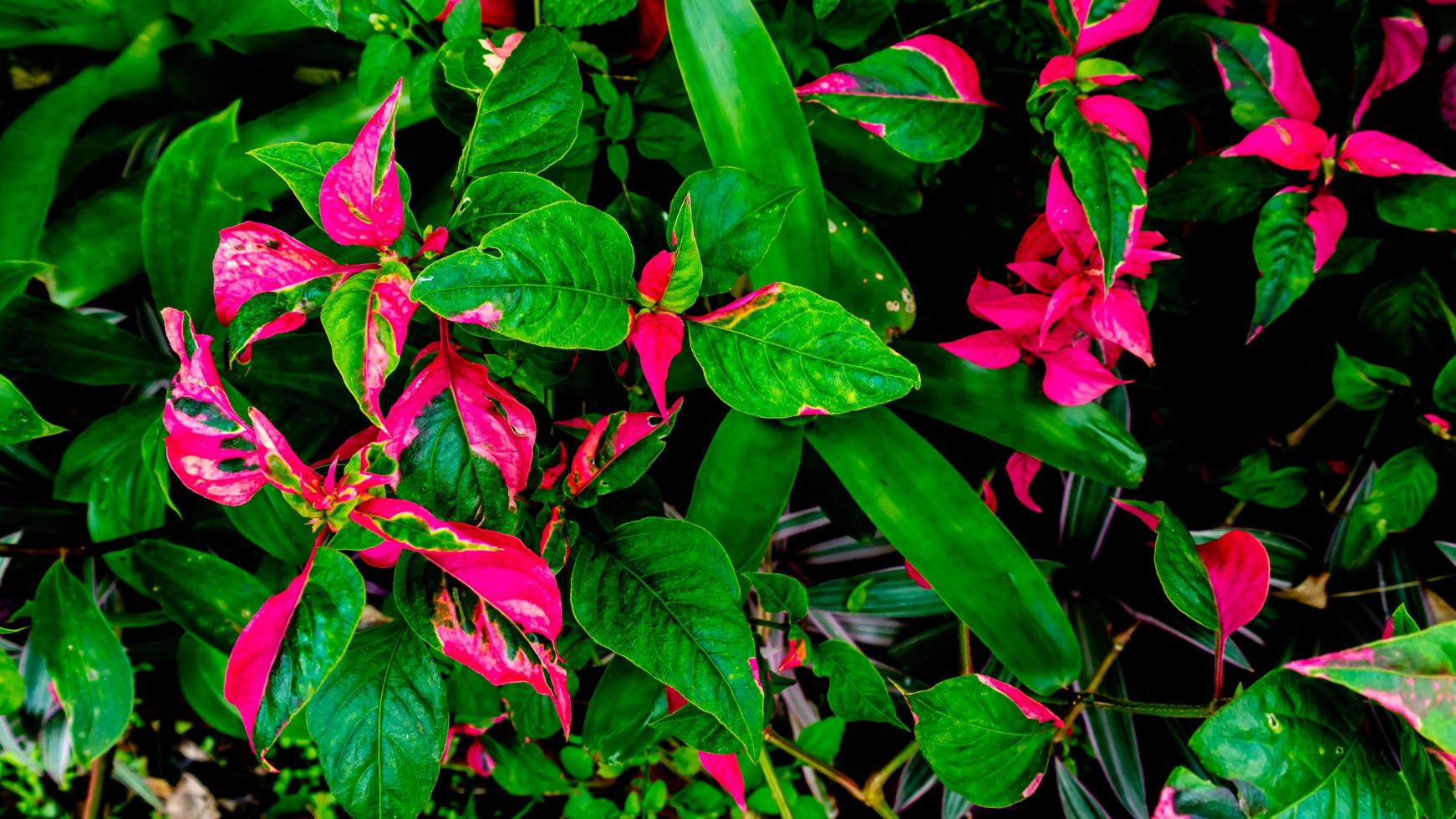 schöne und atemberaubende rote Blätter als Hintergrund foto