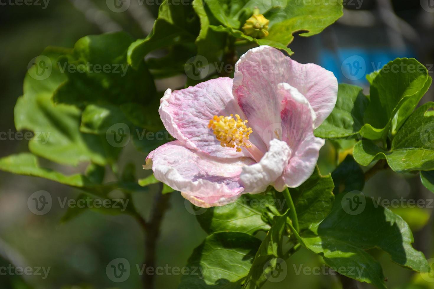 Sonne Licht und Rosa Hibiskus Blumen blühen im das Bangkok Garten foto