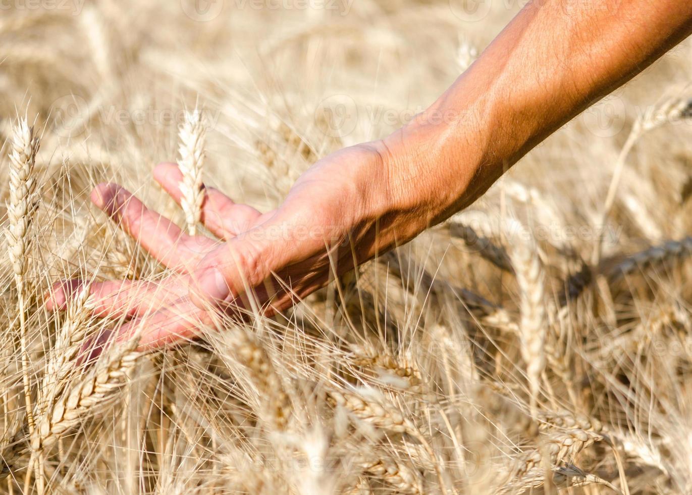 Hand läuft durch Weizenfeld foto