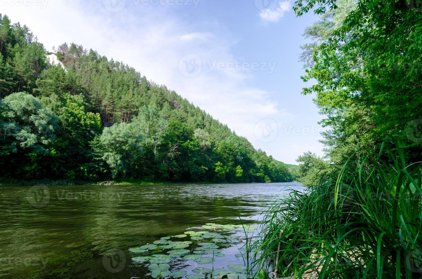 Fluss und grüner Wald foto