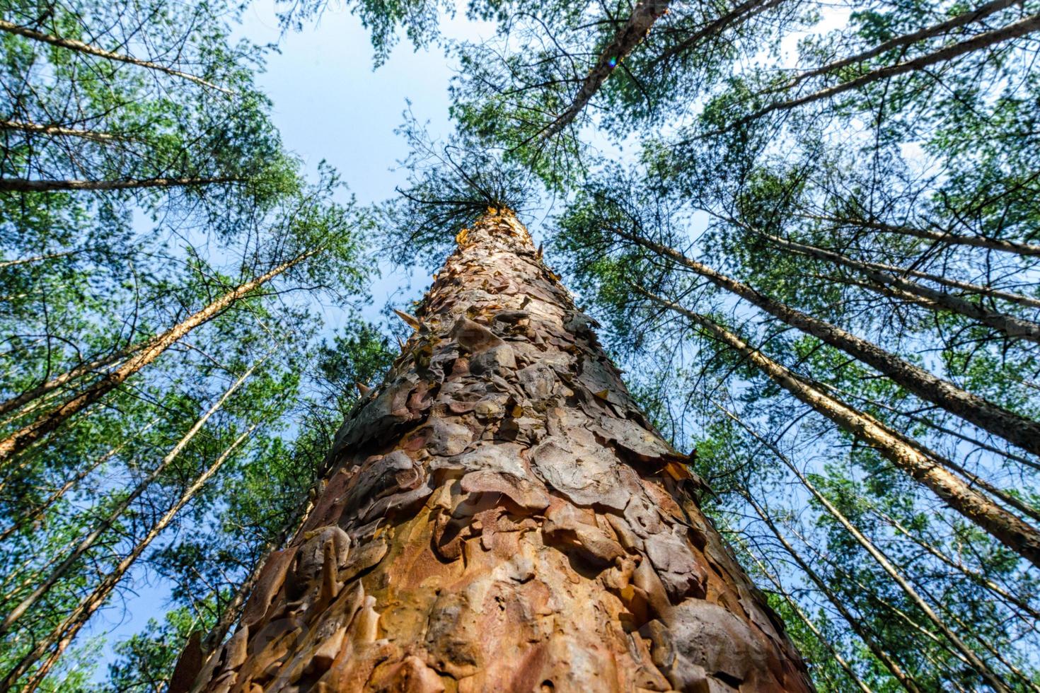 Kiefern am Himmel foto