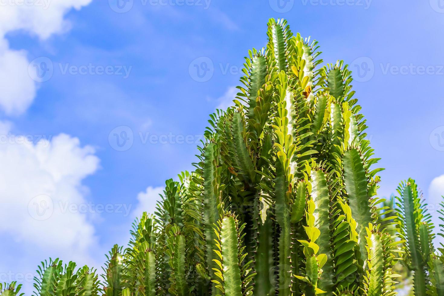 frische Kandelaber-Kaktusbäume foto