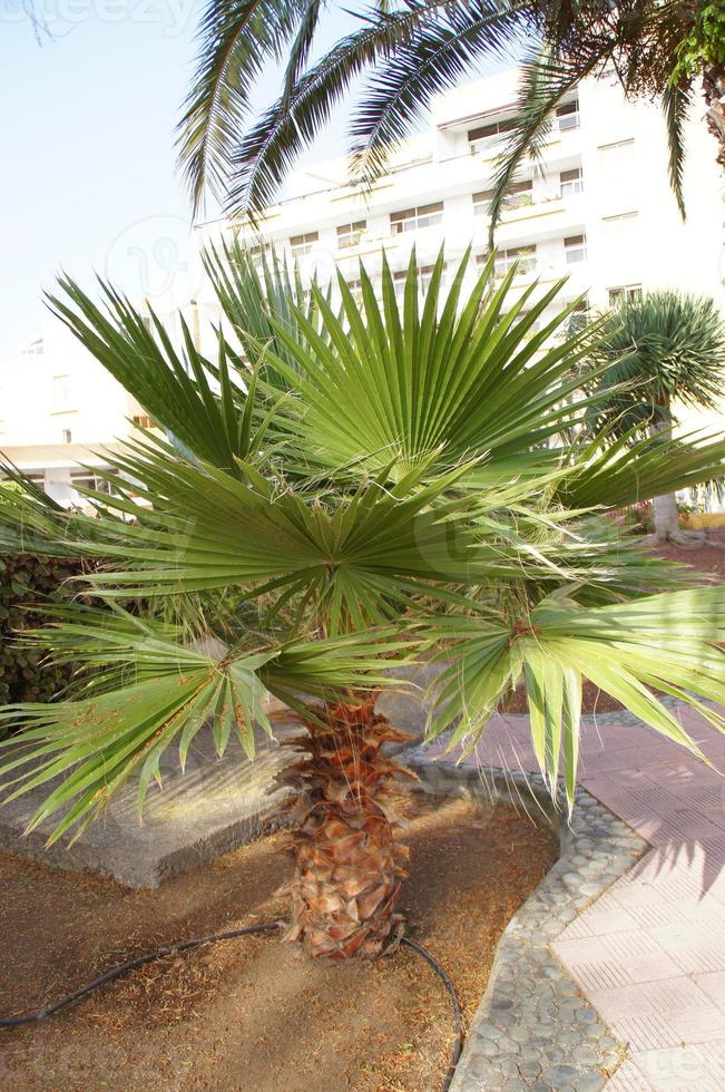 Grün groß Palme Baum wachsend im das Tropen foto