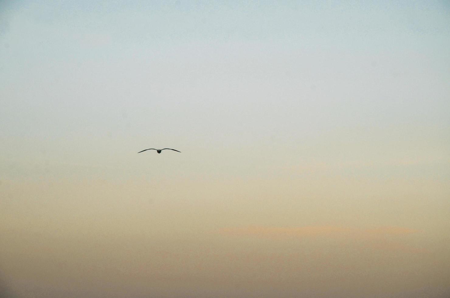 Vogel am Himmel bei Sonnenuntergang foto