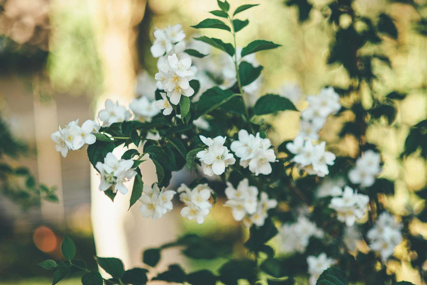 weiße Blüten an einem Weinstock foto