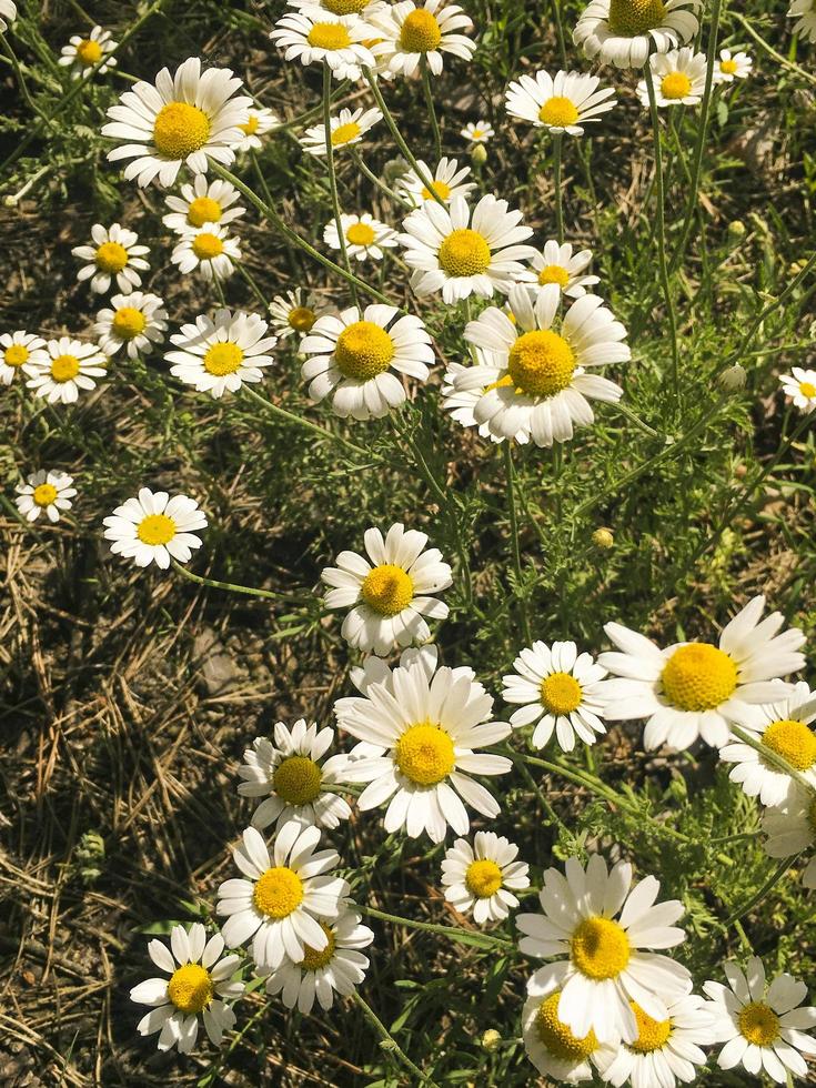 Kamillenfeld mit grünem Gras foto