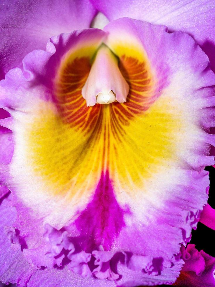 Orchideenblume in der Natur foto