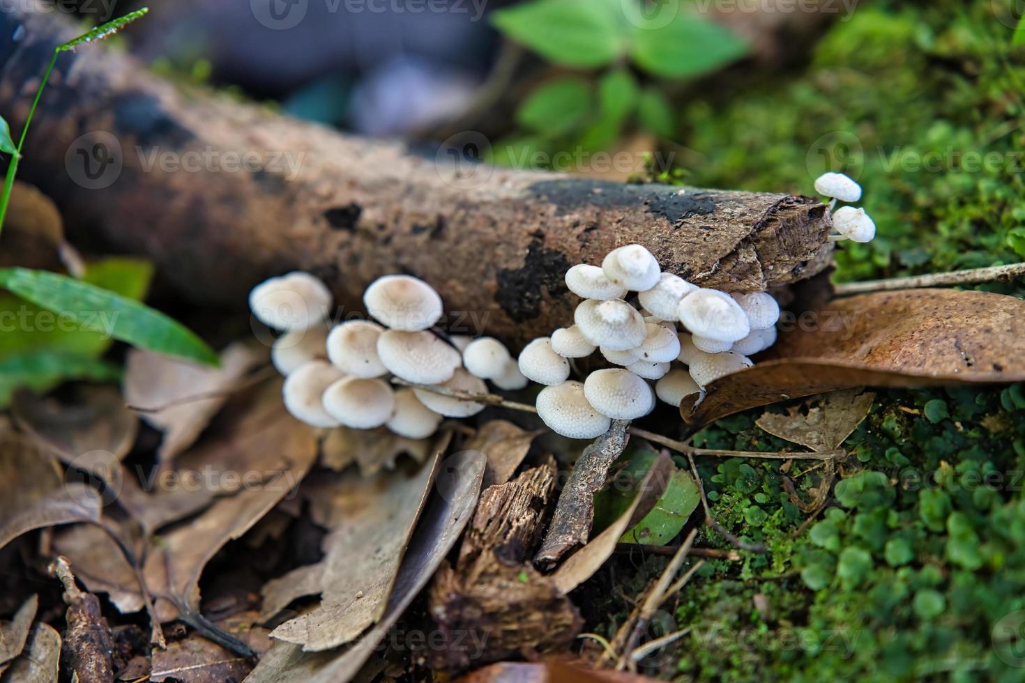 Morgen blanc Natur Wanderweg, Pilze auf Zimt Stamm, mahe Seychellen 1 foto