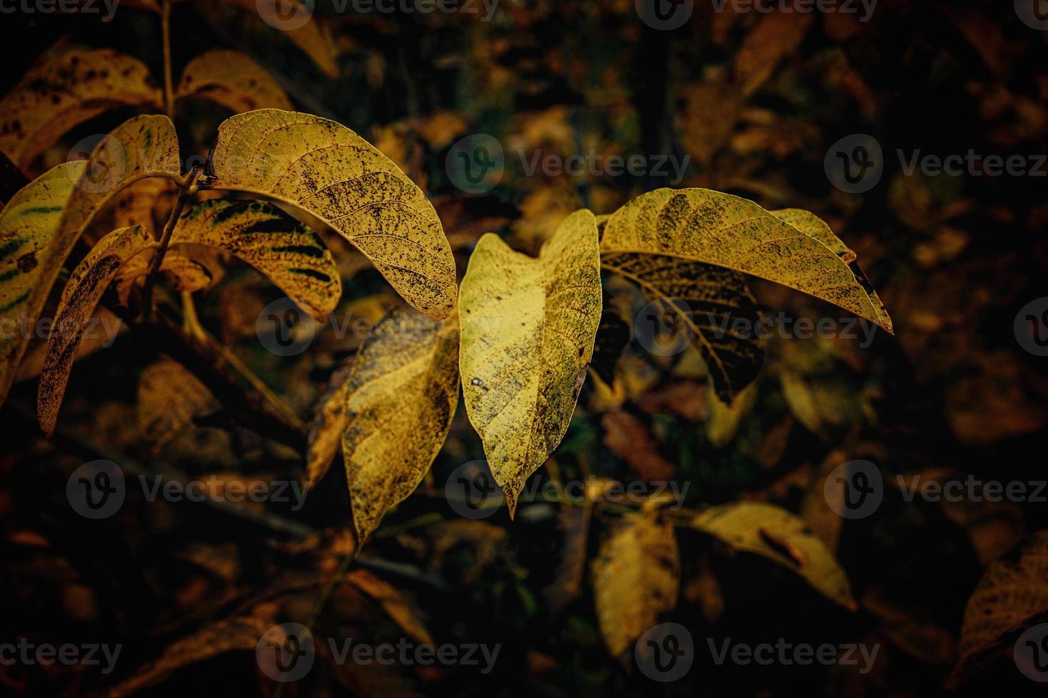 bunt Herbst Blätter auf ein Baum Nahansicht foto