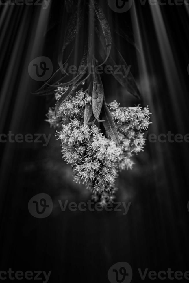 Gelb Blume auf ein Grün Hintergrund im Herbst Wiese im Nahansicht foto