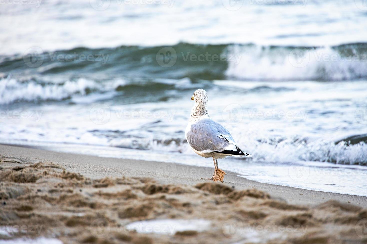 groß Möwe Vogel auf das Ufer von das baltisch Meer im Polen foto