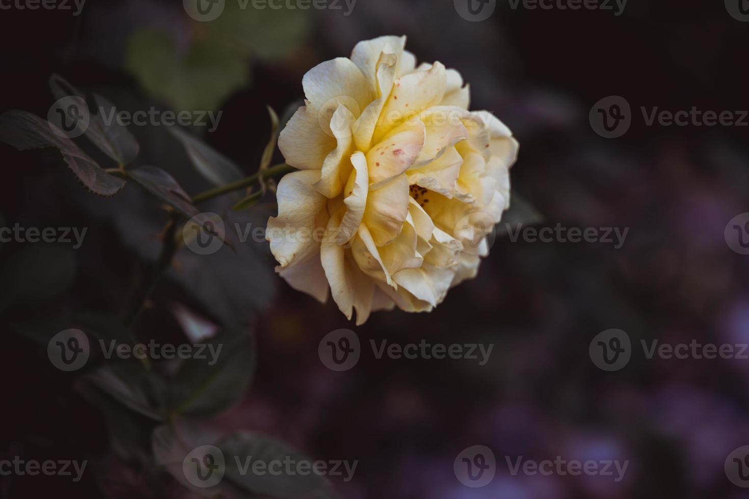 Gelb Rose auf ein Hintergrund von Grün Blätter im Nahansicht auf ein warm Sommer- Tag foto