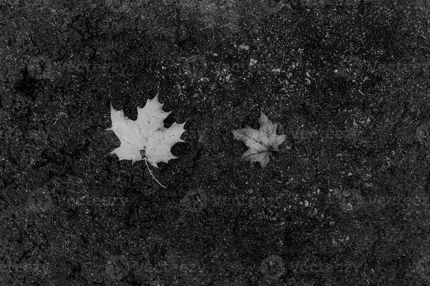 Ahorn Blätter Lügen auf das Feuchtigkeit grau Asphalt Pflaster auf ein Herbst Tag foto