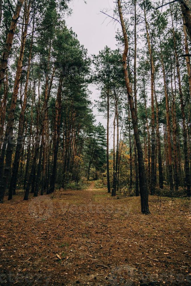 Herbst Wald Landschaft auf grau November Tag foto