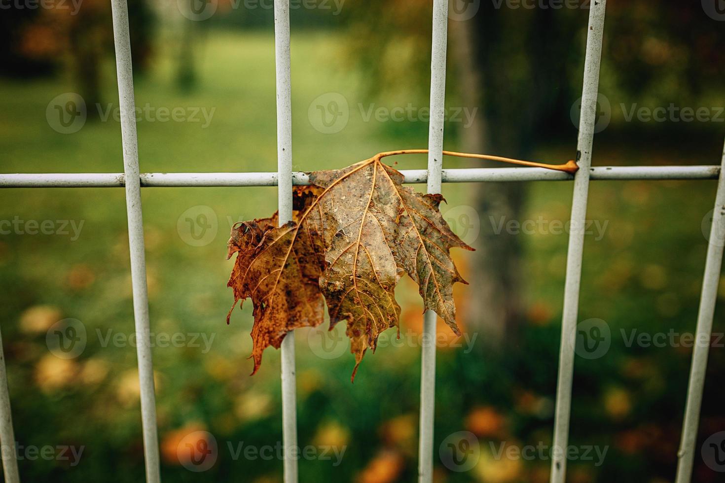 rot Herbst einsam Blätter auf ein Metall Zaun foto