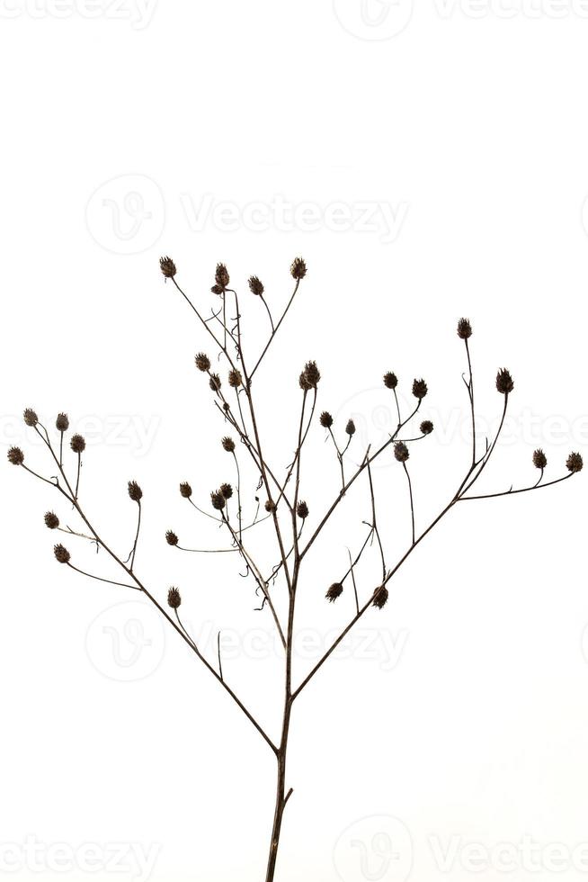 zart verwelkt Pflanze auf ein Weiß isoliert Hintergrund Nahansicht foto