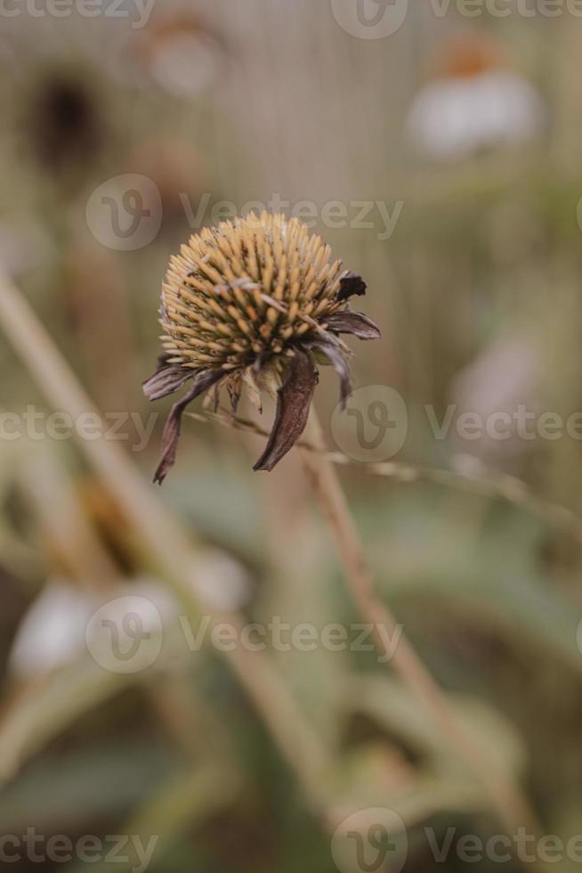 verblasst Blume im ein Garten im früh fallen gegen ein Beige Hintergrund foto