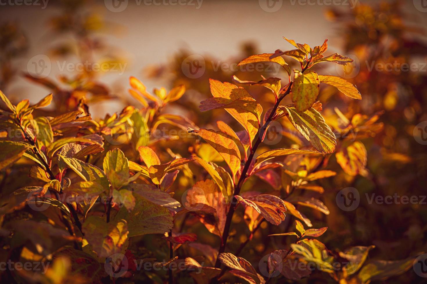 Strauch mit Gelb Blätter im Nahansicht auf ein warm Herbst Tag im das Garten foto