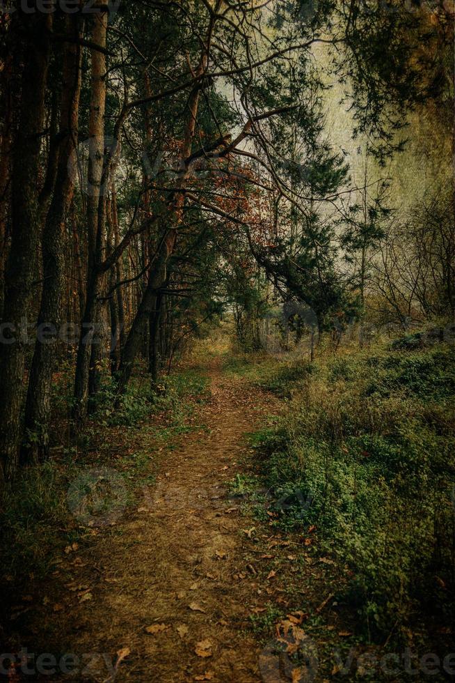 Herbst Wald Landschaft auf grau November Tag foto