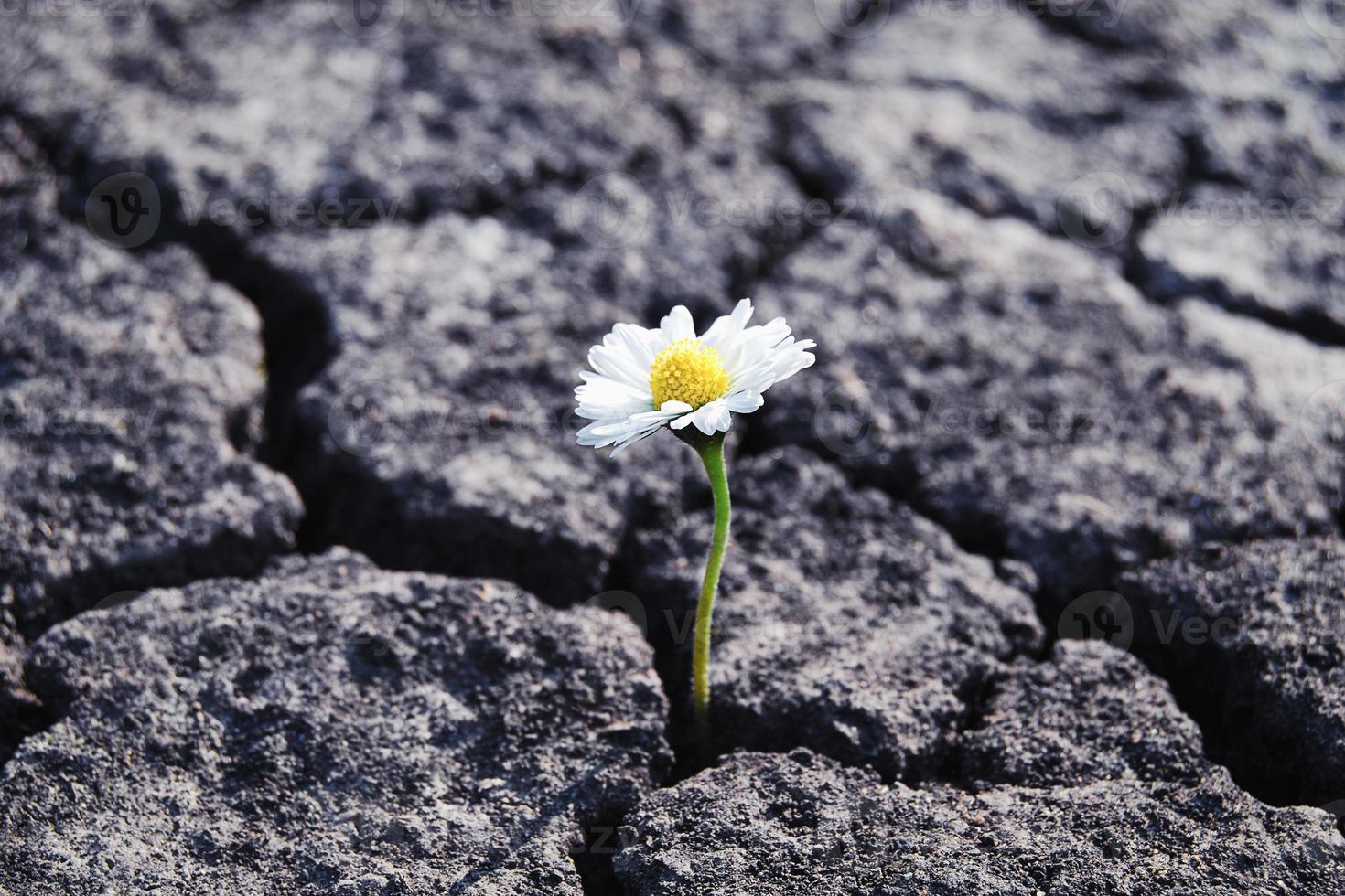 Blume hat gewachsen im trocken geknackt unfruchtbar Boden foto