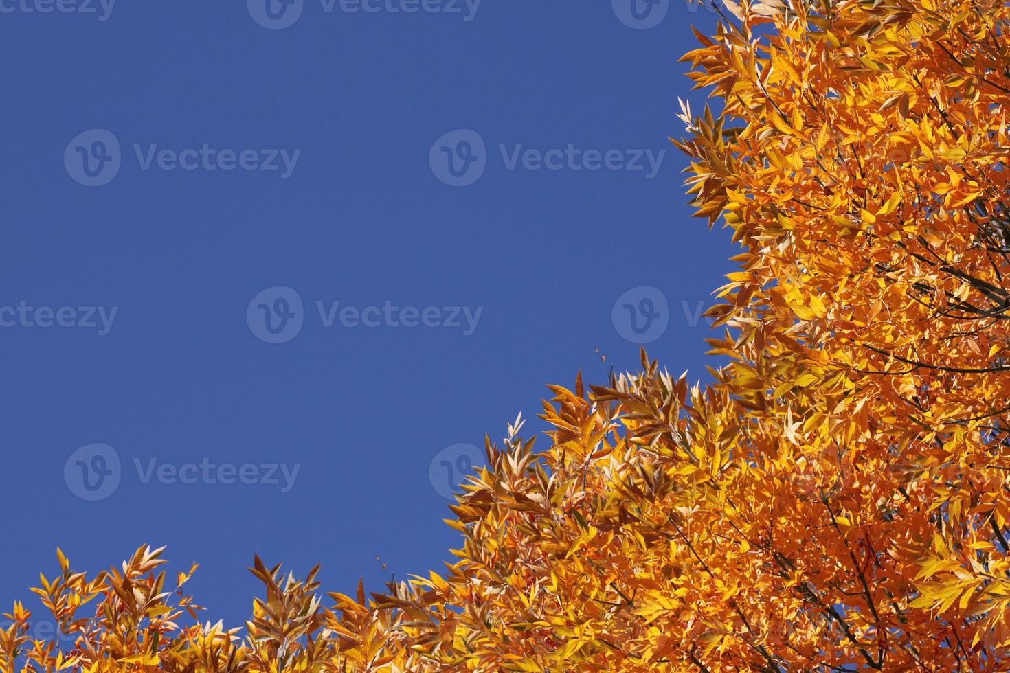 oben von Bäume Über Blau Himmel beim fallen foto