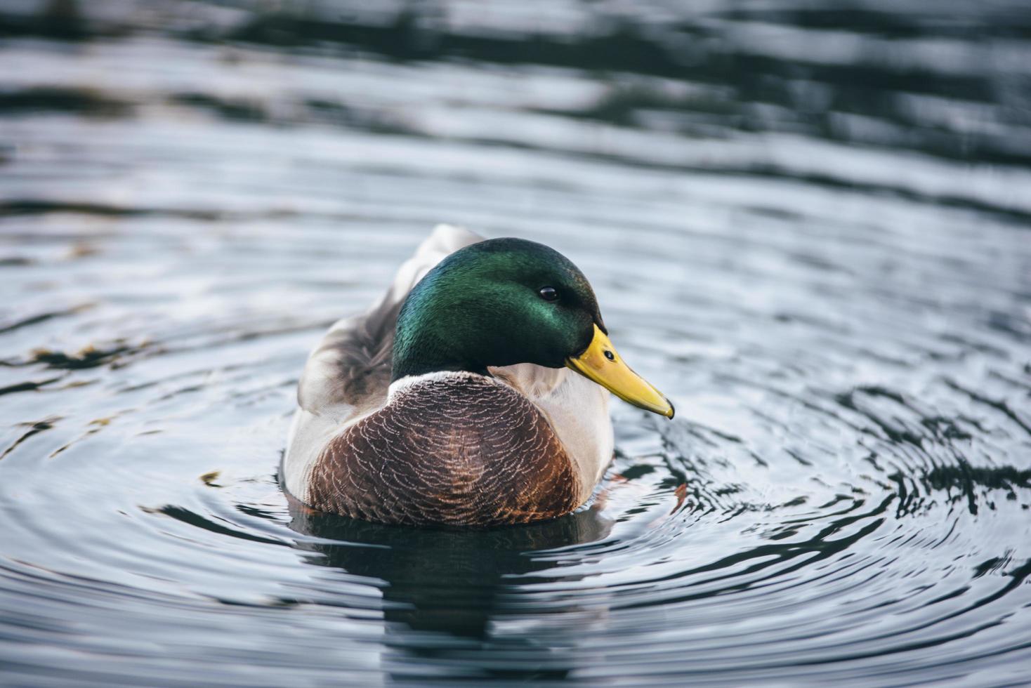 Nahaufnahme einer Ente im Wasser foto