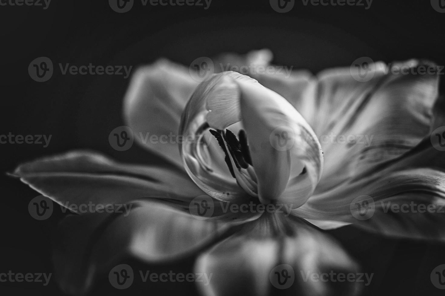 zart Frühling Gelb Single Tulpe im Nahansicht auf Hintergrund foto