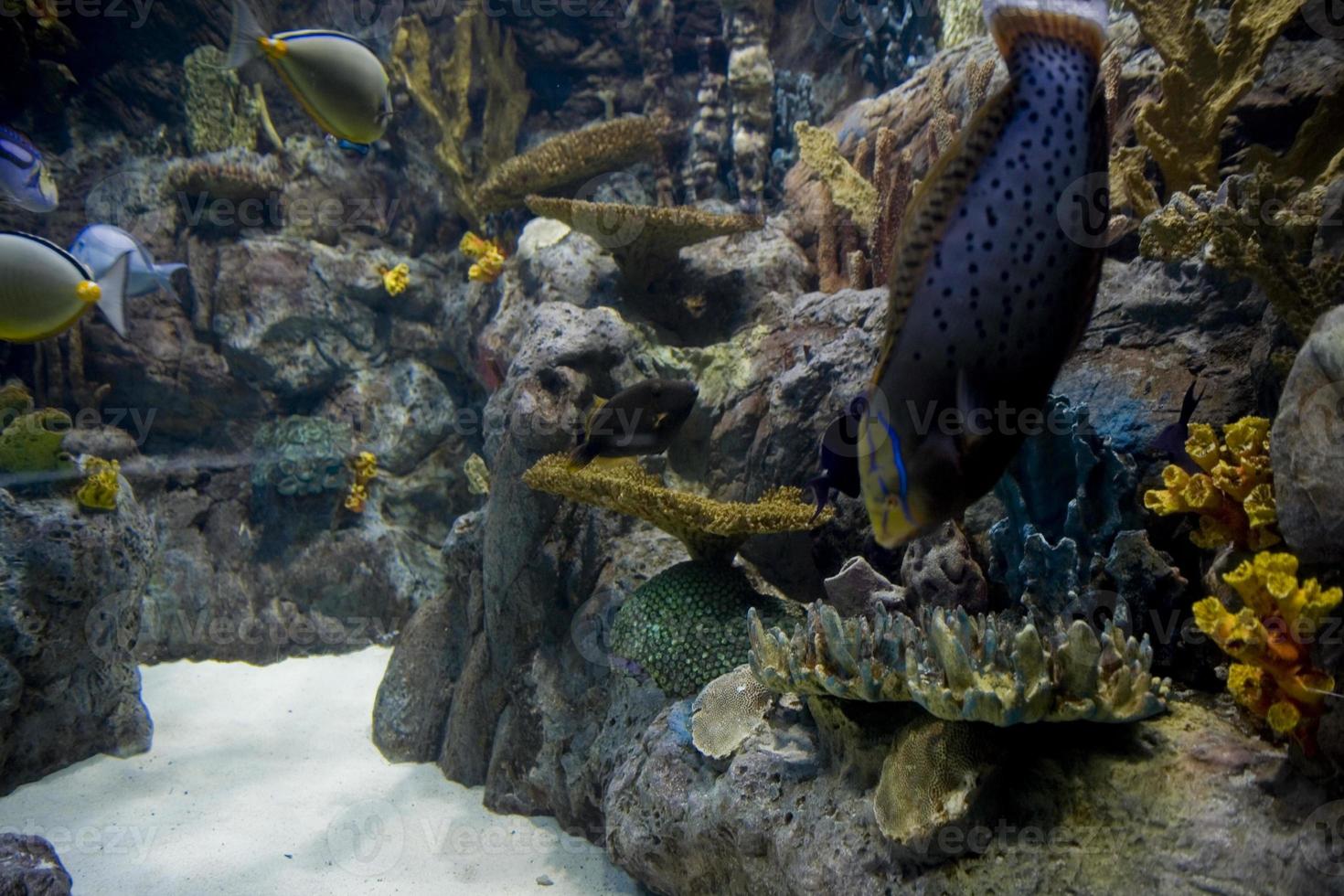 groß Innere von das Aquarium auf das Spanisch Insel von Tenerife im loro Park foto