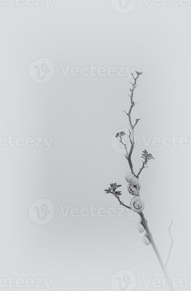 y Pflanze Zweig mit klein Schnecken auf das Hintergrund foto