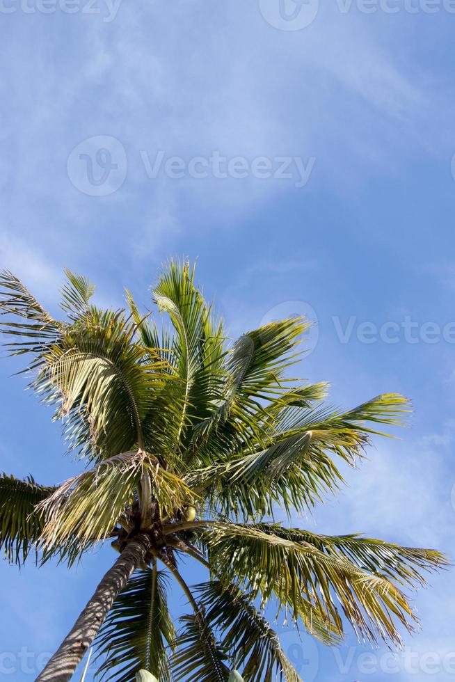 Blau Himmel und Palme Baum foto