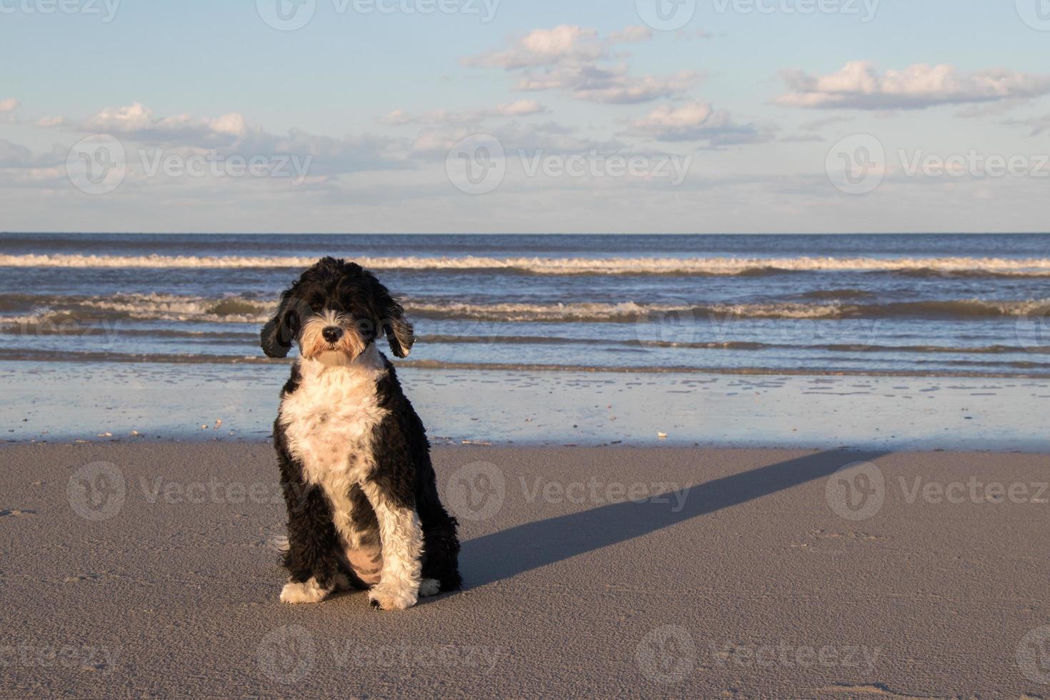 Hund an einem Strand foto