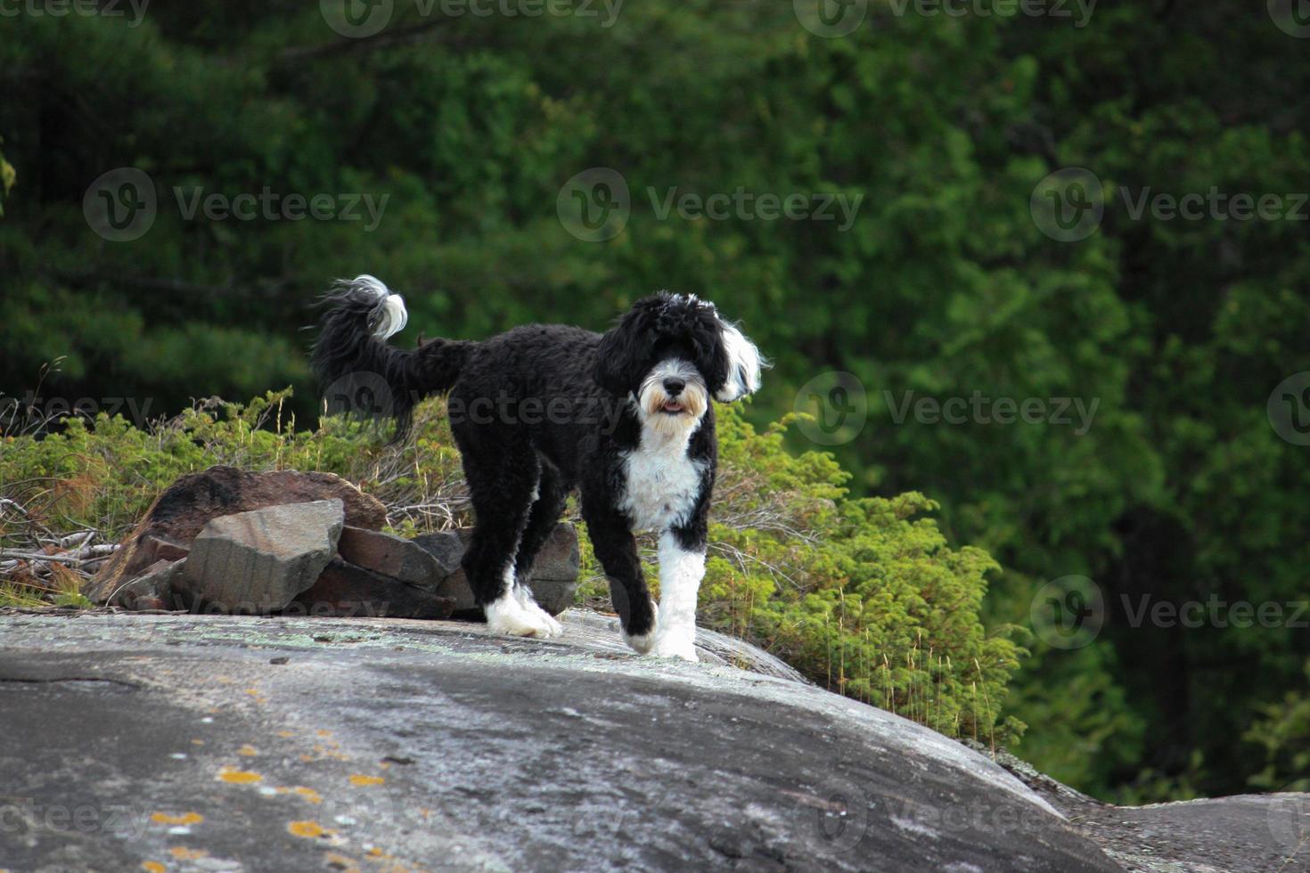 schwarz und Weiß Hund Stehen auf ein Felsen foto